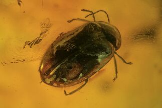 mm Detailed Fossil Beetle (Coleoptera) In Baltic Amber #105495