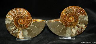 Beatiful Inch Sliced Cleoniceras Ammonite #1281