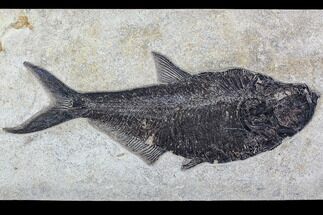 Fossil Fish (Diplomystus) From Inch Layer - Top Quality #107876