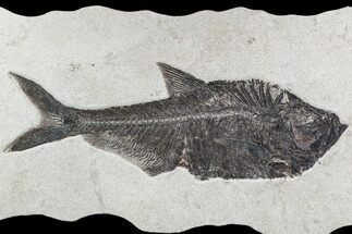 Fossil Fish (Diplomystus) From Inch Layer - Wyoming #108158