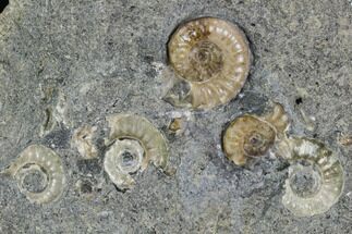 Fossil Ammonites (Promicroceras) Plate- Lyme Regis #110725