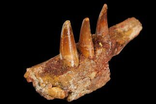 Spinosaurus Jaw Section - Composite Teeth #110475