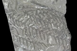 Plate Of Fossil Ferns (Lygenopteris) - Poland #111665