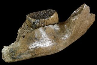 Juvenile Woolly Mammoth Jaw Section - Germany #111758