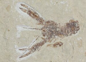 Cretaceous Lobster (Pseudostacus) Fossil - Lebanon #112657