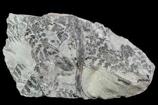 Fossil Fern (Sphenopteris) Plate - Alabama #112706