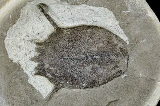 Fossil Crab (Macroacaena) Nodule - Oregon #113139