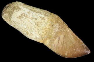 Composite Fossil Mosasaur (Prognathodon) Tooth - Morocco #117054