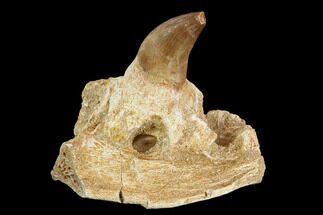 Fossil Mosasaur (Halisaurus) Jaw Section With Teeth - Morocco #117026