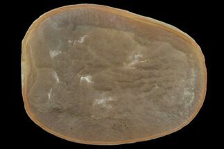 Fossil Jellyfish (Essexella) In Ironstone Nodule - Illinois #120713