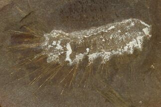 Fossil Worm (Rhaphidiophorus) - Illinois #120872