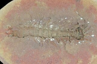 Fossil Syncarid Shrimp (Acanthotelson) - Mazon Creek #120953