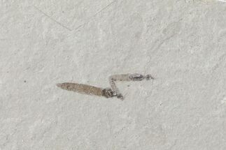 Fossil Cranefly (Pronophlebia) - Green River Formation, Utah #109180