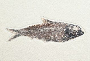 Knightia Fossil Fish On Large Slab #8548