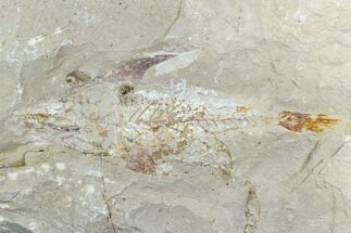 Cretaceous Fossil Fish (Coccodus) - Lebanon #124015