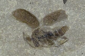 Fossil Weevil (Snout Beetle) - Green River Formation, Utah #101582