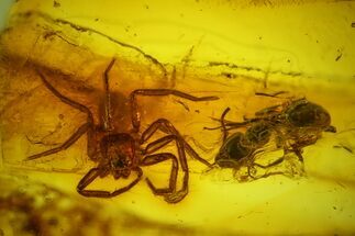 Detailed Fossil Ant (Formicidae) and Spider (Araneae) in Baltic Amber #128337