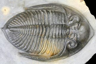 Detailed Zlichovaspis Trilobite - Ofaten, Morocco #131335