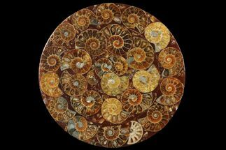 Composite Plate Of Agatized Ammonite Fossils #131551