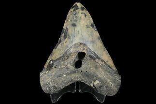 Fossil Megalodon Tooth - Multi-Toned Coloration #131884