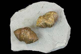 Multiple Fossil Brachiopod (Platystrophia) Plate - Kentucky #136609