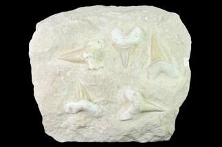 Fossil Mackerel Shark (Otodus) Teeth - Composite Plate #138515