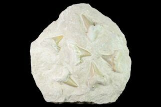 Fossil Mackerel Shark (Otodus) Teeth - Remounted On Rock #138508