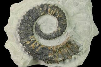 Aegocrioceras Ammonite In Limestone - Germany #139144