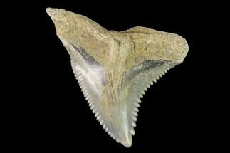 Large, Snaggletooth Shark (Hemipristis) Tooth - Aurora, NC #143856