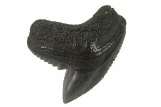 Fossil Tiger Shark (Galeocerdo) Tooth #143939