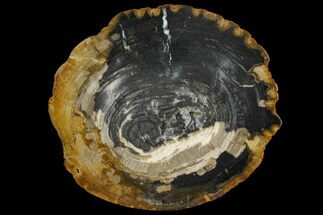 Miocene Petrified Wood Round - Indonesia #144257