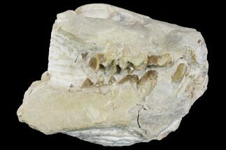 Partial Juvenile Oreodont (Merycoidodon) Skull - South Dakota #144204