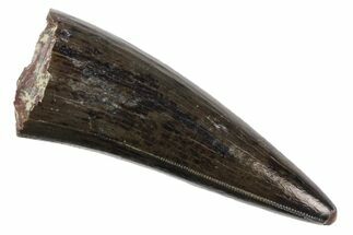 Serrated, Fossil Phytosaur Tooth - Arizona #145009