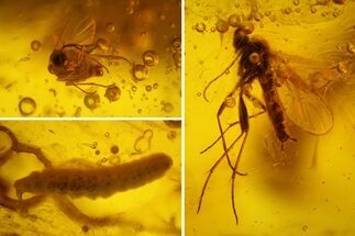Fossil Butterfly Larva and Flies in Baltic Amber #145386