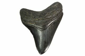 Nice, Fossil Megalodon Tooth - Georgia #145426