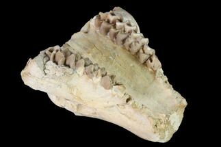 Oreodont (Merycoidodon) Skull Section - South Dakota #146174