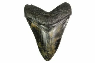 Serrated, Fossil Megalodon Tooth - Mottled Coloration #149376