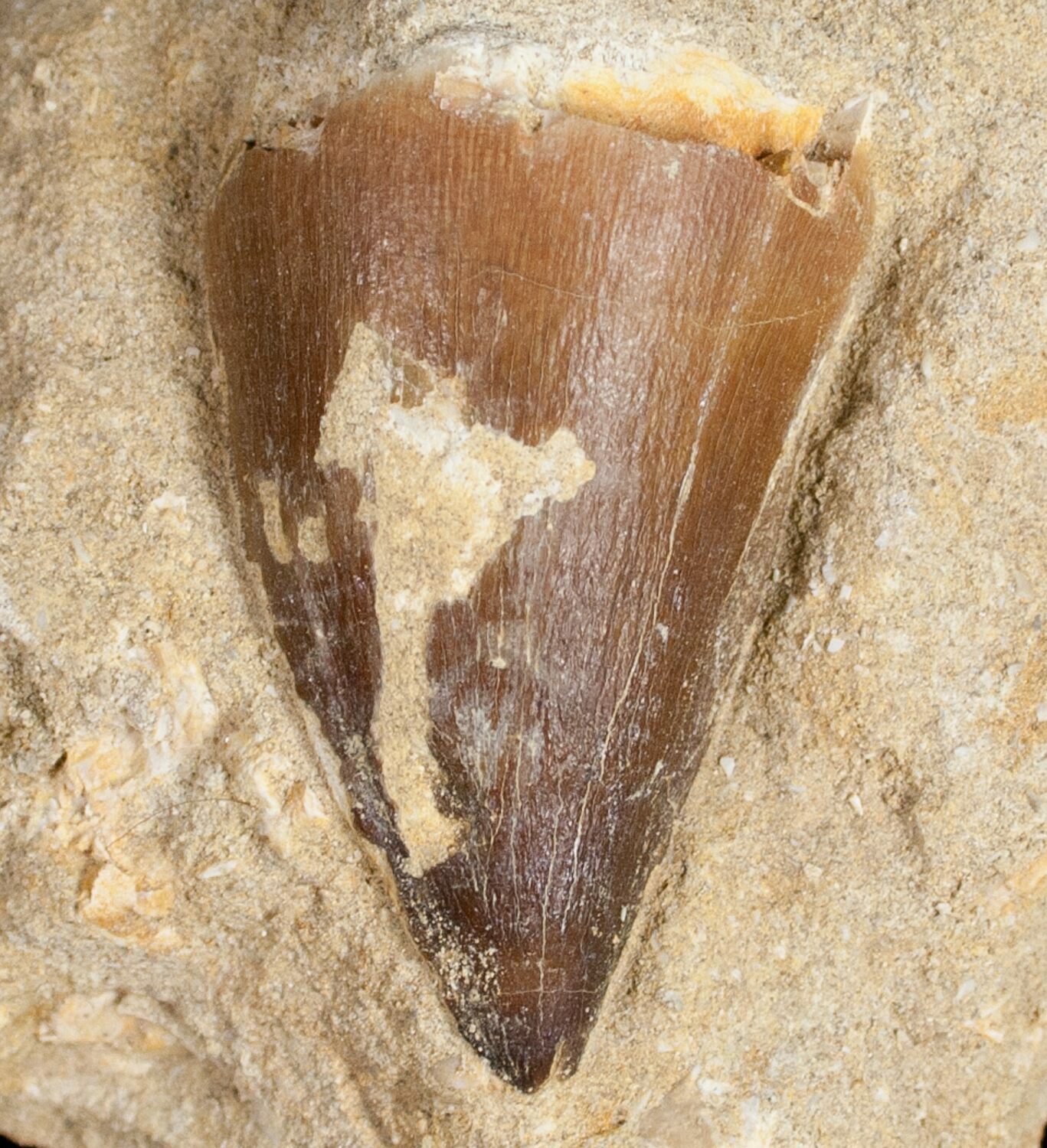 1 9 Long Mosasaurus Tooth In Matrix 10245 For Sale FossilEra