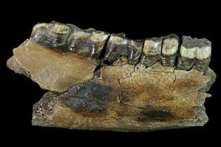 Fossil Rhino (Stephanorhinus) Mandible Section - Germany #149769
