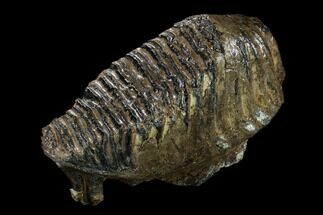 Fossil Woolly Mammoth Lower M Molar - North Sea Deposits #149771