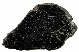 Polished, Black Petrified Palm Root Slab - Indonesia #151939