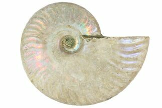 / Silver Iridescent Ammonite Fossils #152543