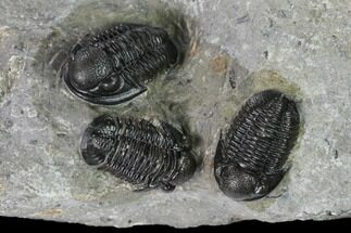 Three Detailed Gerastos Trilobite Fossils - Morocco #152810