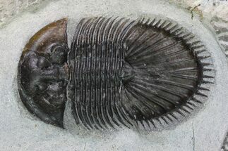 Thysanopeltis Trilobite - Issoumour, Morocco #153971