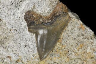 Fossil Mackerel Shark (Cretodus) Tooth - Kansas #154208