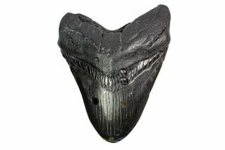 Fossil Megalodon Tooth (Polished Tip) - Georgia #151551