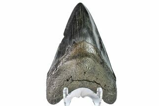 Fossil Megalodon Tooth - Large Lower Tooth #156536