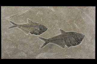 Plate With Two Fossil Fish (Diplomystus) - Wyoming #158598