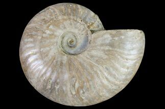 Silver Iridescent Ammonite (Cleoniceras) Fossil - Madagascar #159379