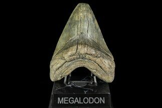 Heavy, Fossil Megalodon Tooth - Feeding Worn Tip #161026